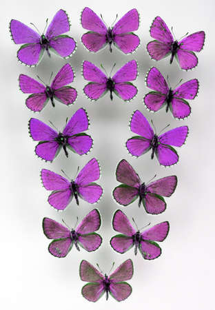 Many small violet purple iridescent butterflies flying up. Lycaenidae. isolated. Lepidoptera. Entomology. Collection butterfies, beautiful background.の写真素材