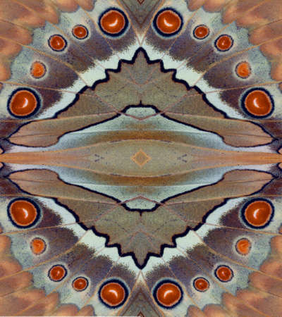 Colorful butterfly wings Stichophthalma louisa background texture, beautiful pattern. Can use it for invitations, notebook covers, phone case, postcards, cards, print, ceramicsの写真素材