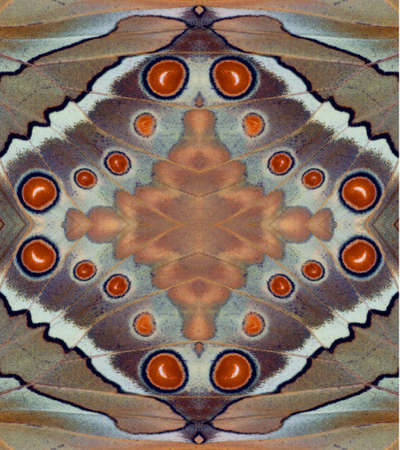 Colorful butterfly wings Stichophthalma louisa background texture, beautiful pattern. Can use it for invitations, notebook covers, phone case, postcards, cards, print, ceramics,の写真素材