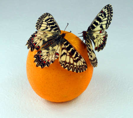 Butterflies on orange isolated. Zerynthia polyxena Southern Festoon on orange. Butterfly and fruit. Breeding butterflies. Papilionidae. Lepidoptera. Entomologyの写真素材