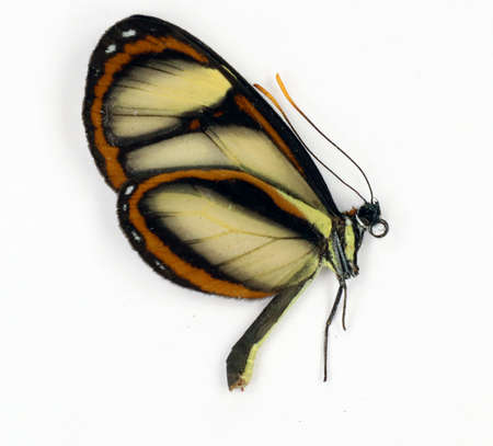 Transparent butterfly Ithomia salapia isolated on white. Beautiful, nice, colorful. Collection...