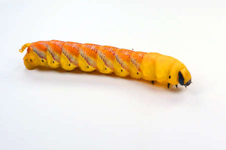 Huge yellow red butterfly caterpillar larvae death head Acherontia atropos hawk moth isolated on white close upの写真素材