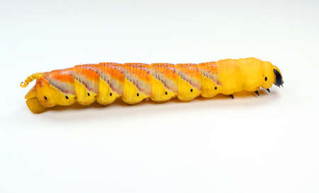 Huge yellow red butterfly caterpillar larvae death head Acherontia atropos hawk moth isolated on white close upの写真素材