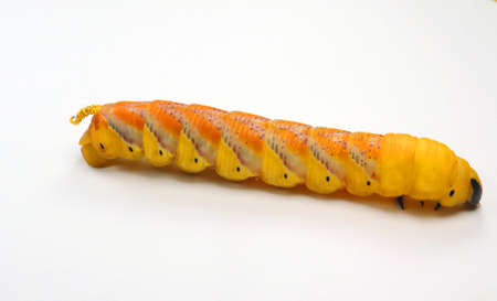 Huge yellow red butterfly caterpillar larvae death head Acherontia atropos hawk moth isolated on white close upの写真素材