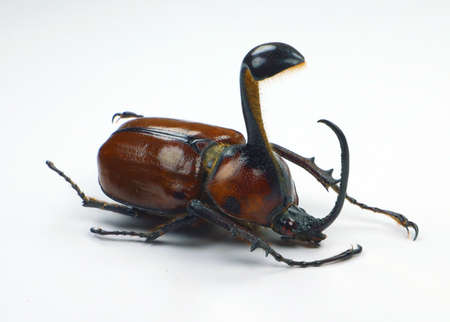 Beetle isolated on white. Rhinoceros beetle big horn Golofa xiximeca close up macro, collection...