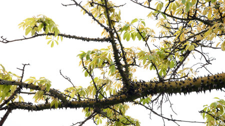 Ceiba pentandra cotton tree with fresh leaves. Tree with huge thorns on the trunk. Horror. Spain.の写真素材