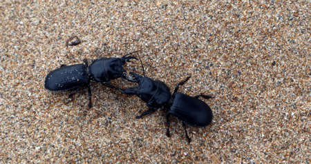 battle of large predatory ground beetles with huge jaws on the sands of a Mediterranean beach. Scarites buparius. Carabidae. Coleoptera. Entomologyの写真素材