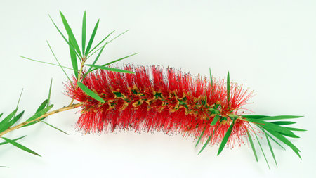 Callistemon isolated on white. Red flower like a brush on a branch with green leaves Beautiful and unusual flower.の写真素材