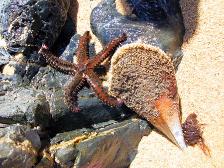 Large starfish and giant clam Pinna nobilis on rocks near sea close-up, Marthasterias. Animals of Mediterranean.の写真素材