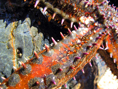 Tentacle of large red starfish on the rocks near sea close-up, Marthasterias. Animals of the Mediterranean.の写真素材