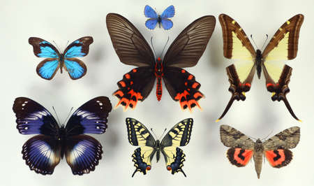 Collection of tropical butterflies in different colors and shapes. Isolated. Entomological collection. Papilio. Lepidoptera.の写真素材