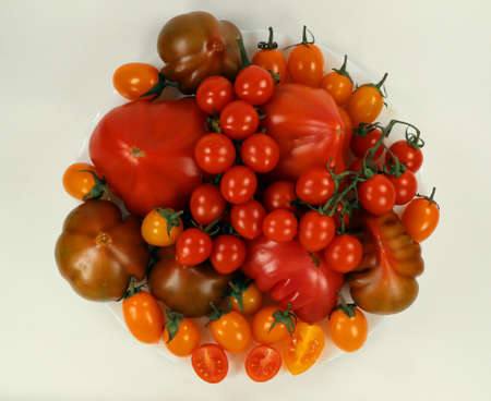 Tomatoes of different varieties, colors, shapes on plate isolated on white. Fresh juicy appetizing Spanish tomatoes. Raf tomato, cherry, pata negro.の写真素材