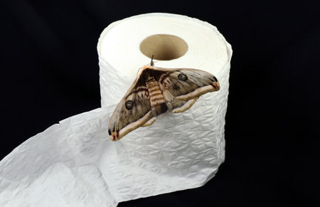 Large silk moth Saturnia on roll white toilet paper. On black background. Butterfly on toilet paper.の写真素材