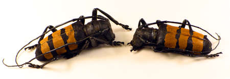 Orange longhorn beeltes Analeptes trifasciata male and female isolated on white. Collection beetles. Cetambycidae. Coleoptera. Insects. Entomology.の写真素材