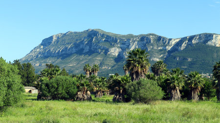 Mount Montgo palm trees. Typical landscape of Spain province Alicante Denia. View of the mountain from the valley. Spring.の写真素材
