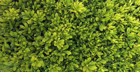 Texture of many fresh light green leaves. Spring leaves. Closeup evergreen. Background for invitations, notebook covers, phone case, postcards, cards, print, ceramics, carpets, natの写真素材