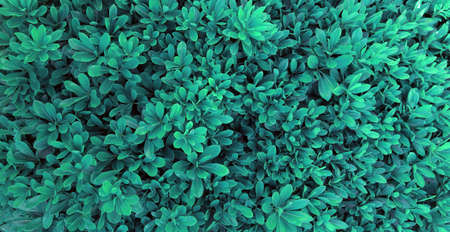 Texture of many fresh turquiose blue leaves. Closeup evergreen. Background for invitations, notebook...