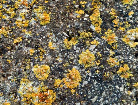Orange lichen on gray stone texture. Background for for textile, notebook covers, phone case, cards, print, ceramics, carpets. Orange and gray colorsの写真素材