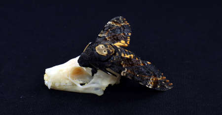 Acherontia atropos Death Head Moth and skull of tropical bat isolated on black. Horror. Taxidermy. Sphingidae. Halloween.の写真素材
