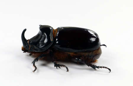 Rhinoceros beetle Oryctes nasicornis isolated on white. Collection beetles. Dynastidae. Coleoptera. Entomolody.の写真素材