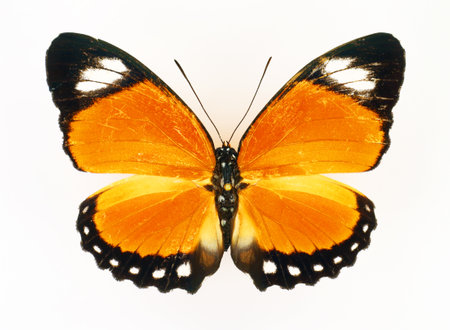 Yellow, orange butterfly, Euphaedra ruspina isolated on white, Collection, butterflies, Lepidoptera, Nymphalidae, Entomology.の写真素材