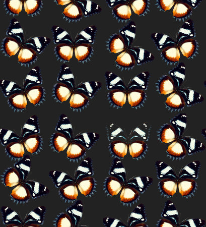 Seamless pattern colorful butterflies hypolimnas, blue black unusual butterfly texture, colorful background, wallpaper, nature conceptの写真素材