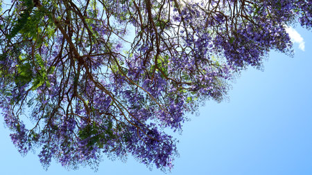 Jacaranda flowers. Blue flowers bluebells against the sky. Jacaranda tree. Spring flowering trees....