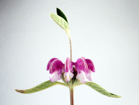 Flower isolated on white. Spring purple pink flower Phlomis purpurea close up. Flower of an unusual shape. Plants Spain mountains.の写真素材
