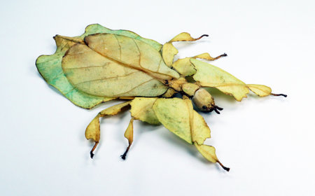 Unusual leaf insect isolated on white. Phyllium pulchrifolium close up macro. Collection insects,...