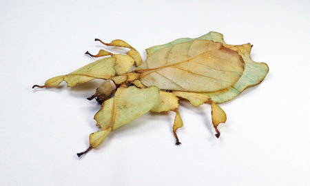Unusual leaf insect isolated on white. Phyllium pulchrifolium close up macro. Collection insects, entomologyの写真素材