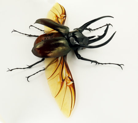 Black beetle isolated on white. Rhinoceros Chalcosoma macro close up, collection beetles, dynastidae, coleopteraの写真素材