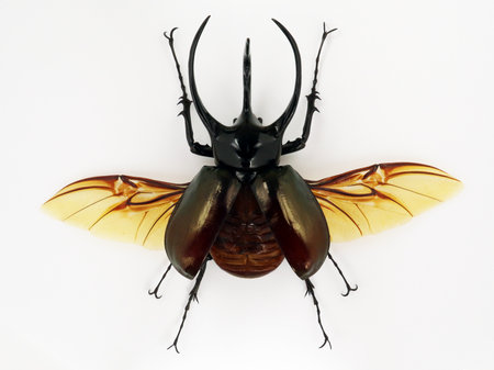 Black beetle isolated on white. Rhinoceros Chalcosoma macro close up, collection beetles, dynastidae, coleopteraの写真素材