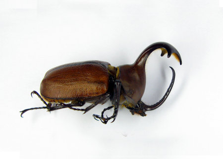 Beetle isolated on white, Big horn brown rhinoceros beetle Golofa claviger macro. Collection beetles, Dynastidae, Coleoptera, Entomologyの写真素材