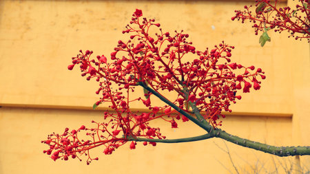 branch with bright red flowers against a yellow house. Brachychiton Acerifolius srping bloomの写真素材