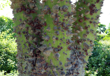 Tree with huge thorns and spikes on the trunk. Ceiba pentandra. Scary tree. Horror. Great Kapok Tree. Spain.の写真素材