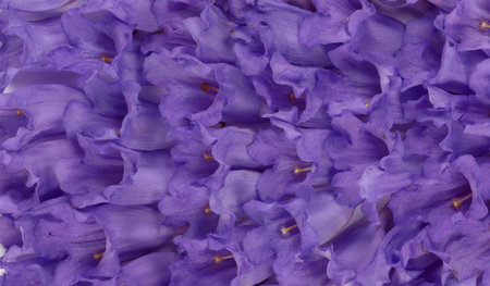 Texture purple violet liliac flowers bluebell bellflowers Jacaranda. Summer background, invitations, notebook covers, phone case, postcards, cards, print, ceramics, carpets, designの写真素材