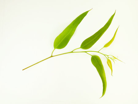 young eucalyptus branch with fresh leaves isolated on white close up, design elementの写真素材
