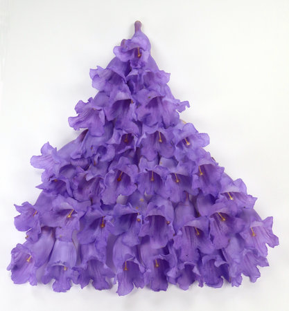 Bell-shaped bluebell background of purple violet jacaranda flowers isolated on white. For design, print, cover decoration. Summer southern resorts flowersの写真素材