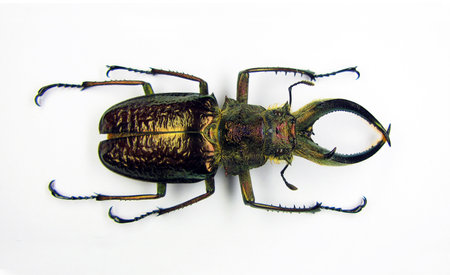 Beetle isolated on white. Real giant stag beetle metallic bronze color Sphaenognathus feisthameli from Peru. Lucanidae. Coleoptera. Insects of tropical forest. Entomologyの写真素材