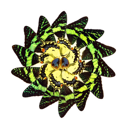 Design art work from real butterflies wings, nature background, texture element, Ornamental Decorative, Kaleidoscopeの写真素材