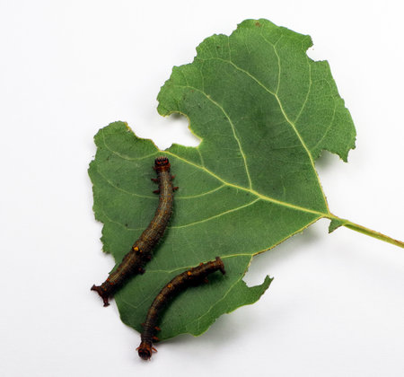 Moth caterpillars on leaf with holes and damage isolated on white. Leaf of a tree damaged by pests and caterpillars on it.の写真素材