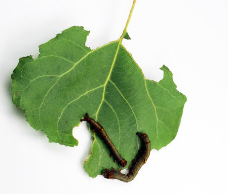 Moth caterpillars on leaf with holes, damage isolated on white. Leaf of tree damaged by pests caterpillars. Larvae of Catocala electa on poplar leaf close-upの写真素材