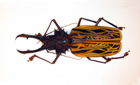 Beetle isolated on white. Giant longhorn beetle with giant jaws Macrodontia cervicornis from Peru. Collection beetles, cerambycidae, entomology, insects.の写真素材