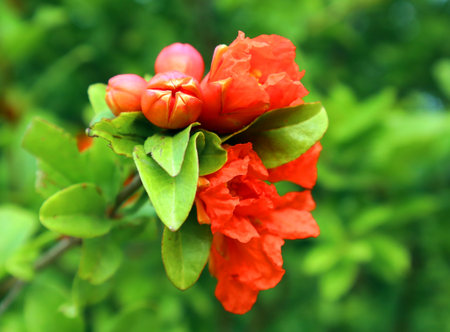 Red orange gorgeous pomegranate tree flower close-up against blue sky and green leaves. Summer flowersの写真素材