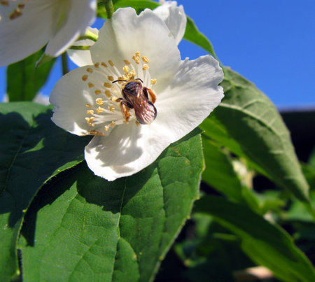 White jasmine flower and bee close up against blue sky and green leaves. Spring flowers.の写真素材