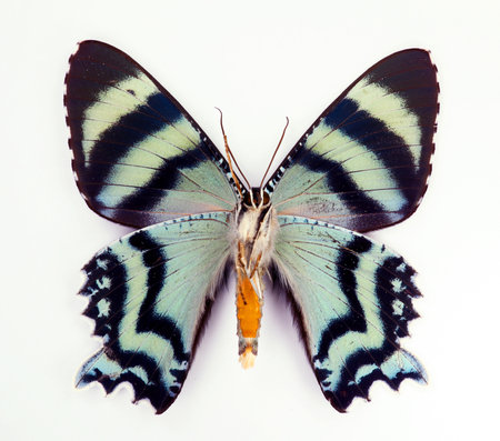 Blue black butterfly isolated on white. Alcides metaurus upside macro close up, collection butterflies, urania, insectの写真素材