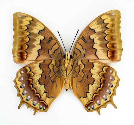 Orange motley butterfly isolated on white. Charaxes latona female upside macro close up, collection butterflies, nymphalidae, lepidopteraの写真素材
