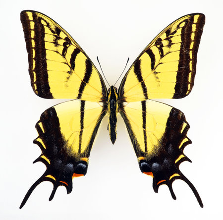 Yellow butterfly isolated on white. Swallowtail Papilio multicaudata close up macro, collection butterflies, papilionidae, lepidopteraの写真素材