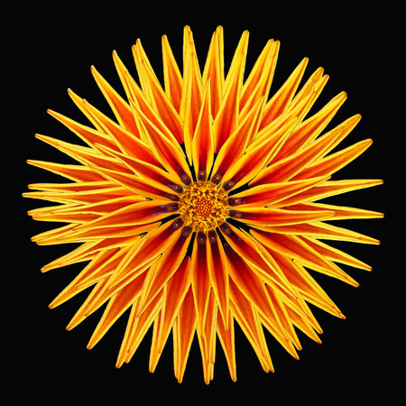 Decor element double orange flower daisy chamomile isolated on black, for design, art, backgrounds, textures, print,  floral sunの写真素材