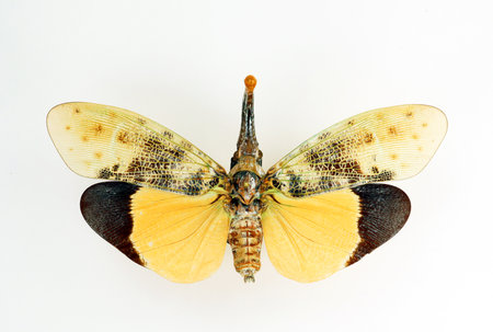 Unusual insect isolated on white. Orange fulgoridae Pyrops astarte macro, close up, collection...